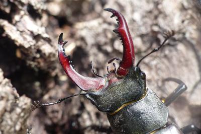 Lucanus cervus