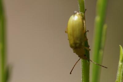 Cteniopus sulphureus