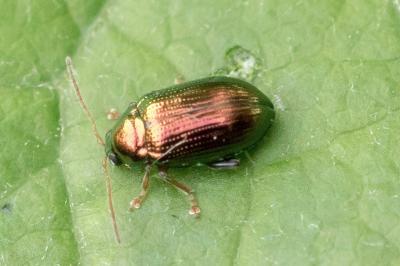 Crepidodera aurea
