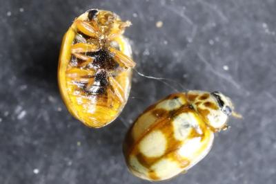 Adalia decempunctata
