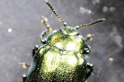 Plagiosterna aenea