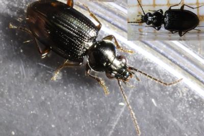 Bembidion lunulatum