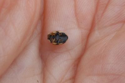 Oenopia lyncea