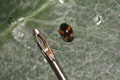 Nephus quadrimaculatus
