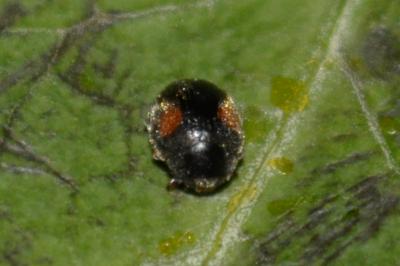 Scymnus schmidti