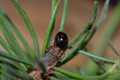 Exochomus quadripustulatus