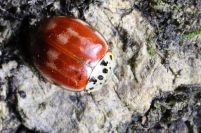 Harmonia quadripunctata