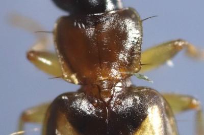 Calodromius bifasciatus