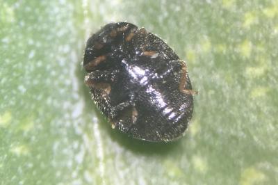 Stethorus pusillus