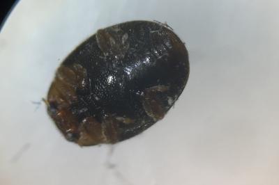 Scymnus auritus