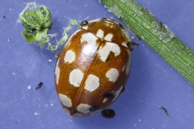 Myrrha octodecimguttata