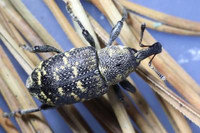 Hylobius abietis