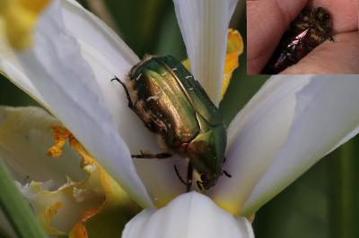 Cetonia aurata