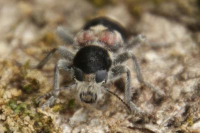 Clerus mutillarius