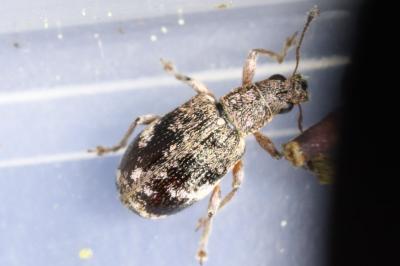 Polydrusus sparsus