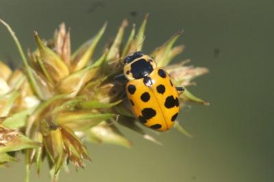 Hippodamia tredecimpunctata