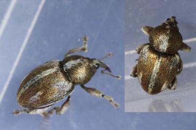 Tychius quinquepunctatus
