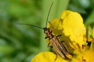 Oedemera nobilis
