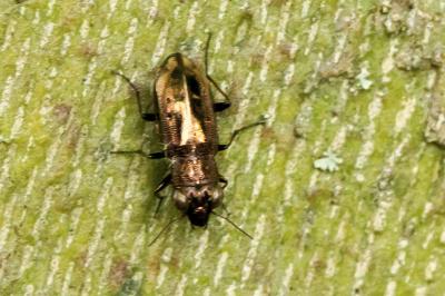 Notiophilus quadripunctatus