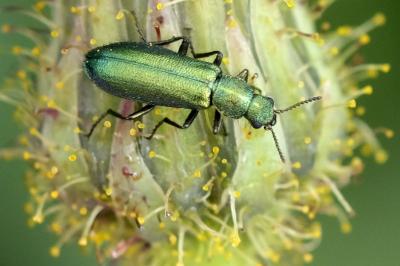 Psilothrix viridicoerulea