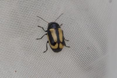 Cryptocephalus vittatus