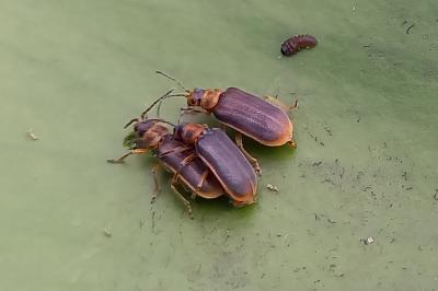 Galerucella nymphaeae