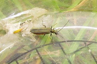 Oedemera lurida