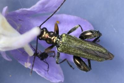 Oedemera flavipes