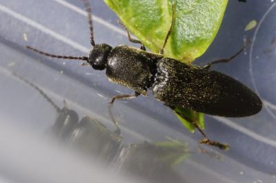 Agriotes gallicus