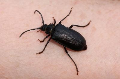 Prionus coriarius