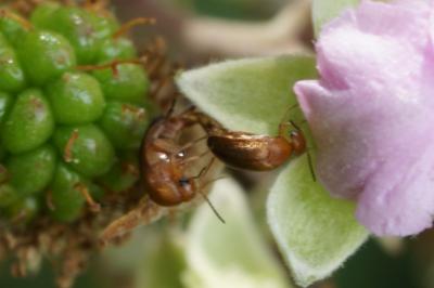 Mordellistena neuwaldeggiana