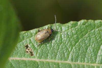Lochmaea capreae