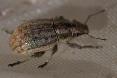 Strophosoma faber