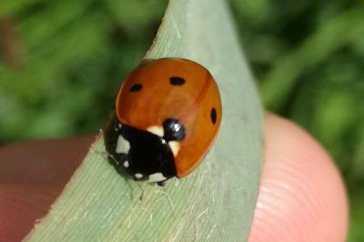Coccinella septempunctata