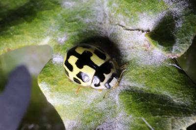 Propylea quatuordecimpunctata