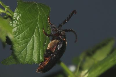 Prionus coriarius