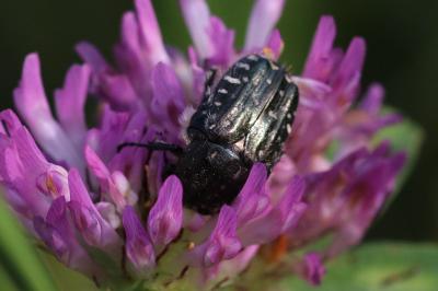 Oxythyrea funesta