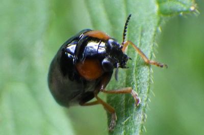 Smaragdina aurita