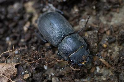 Dorcus parallelipipedus