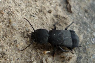 Ocypus olens