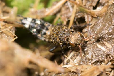 Ontholestes murinus