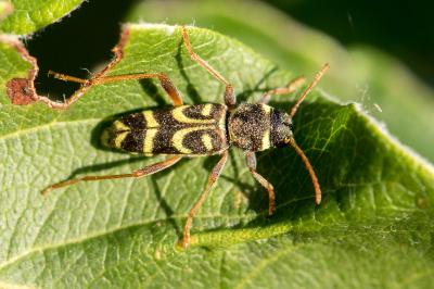 Xylotrechus arvicola