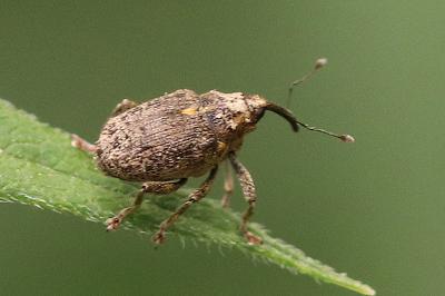 Curculionidae