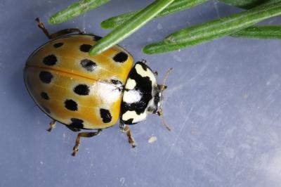 Anatis ocellata