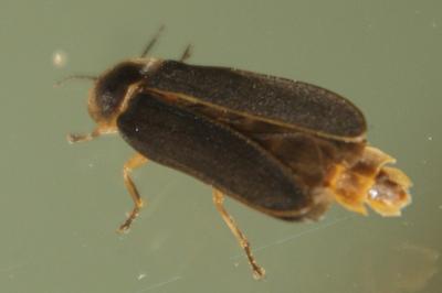 Lampyris iberica