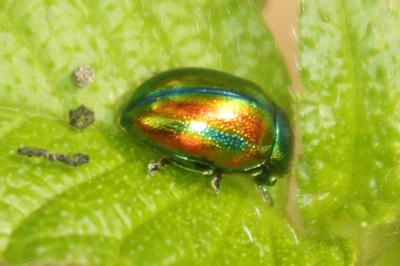 Chrysolina fastuosa