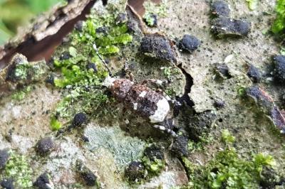 Platystomos albinus