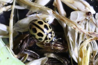 Tytthaspis sedecimpunctata