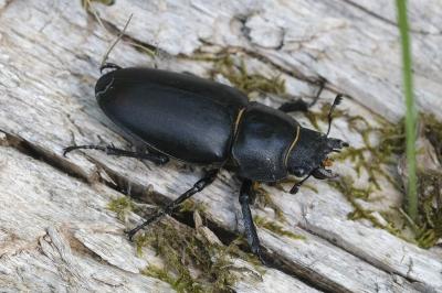 Lucanus cervus