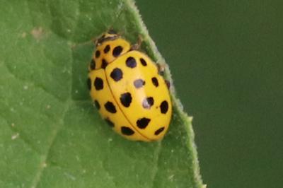 Psyllobora vigintiduopunctata